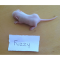 Frozen Mice Fuzzies