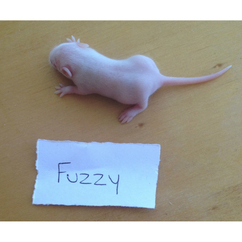 Frozen Mice Fuzzies