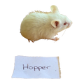 Frozen Mice Hoppers