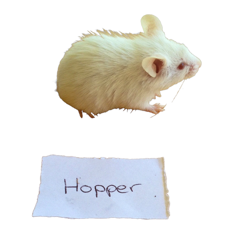 Frozen Mice Hoppers