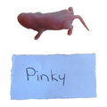 Frozen Mice Pinkies
