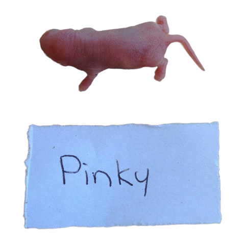 Frozen Mice Pinkies
