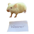Frozen Mice Weaners