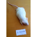 Frozen Mice XL Jumbo
