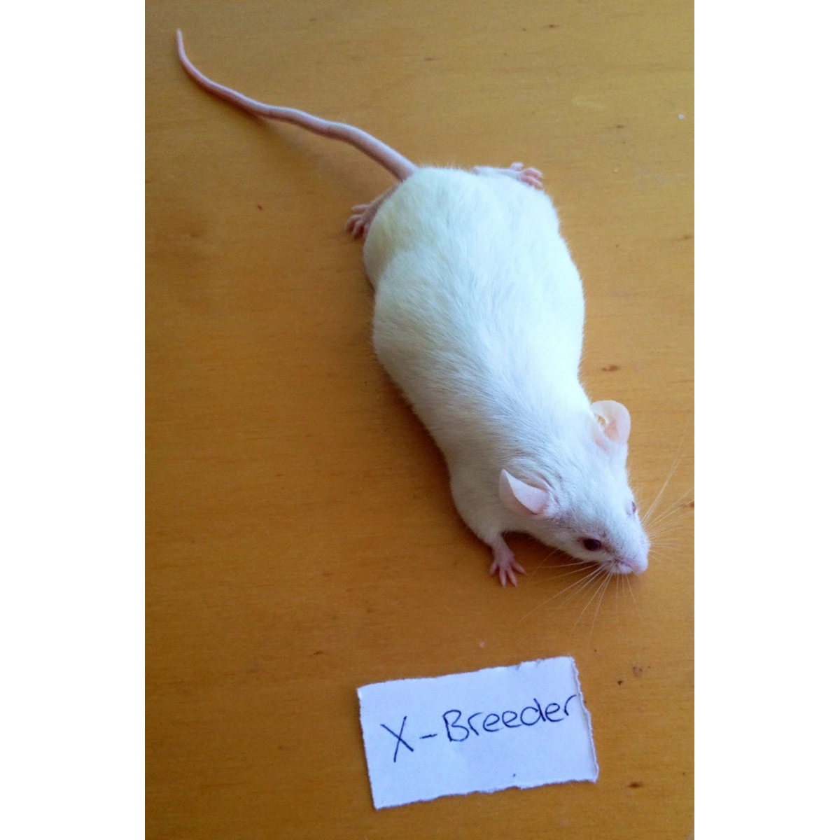 Frozen Mice XL Jumbo