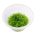 Giant Baby Tears | Micranthemum umbrosum