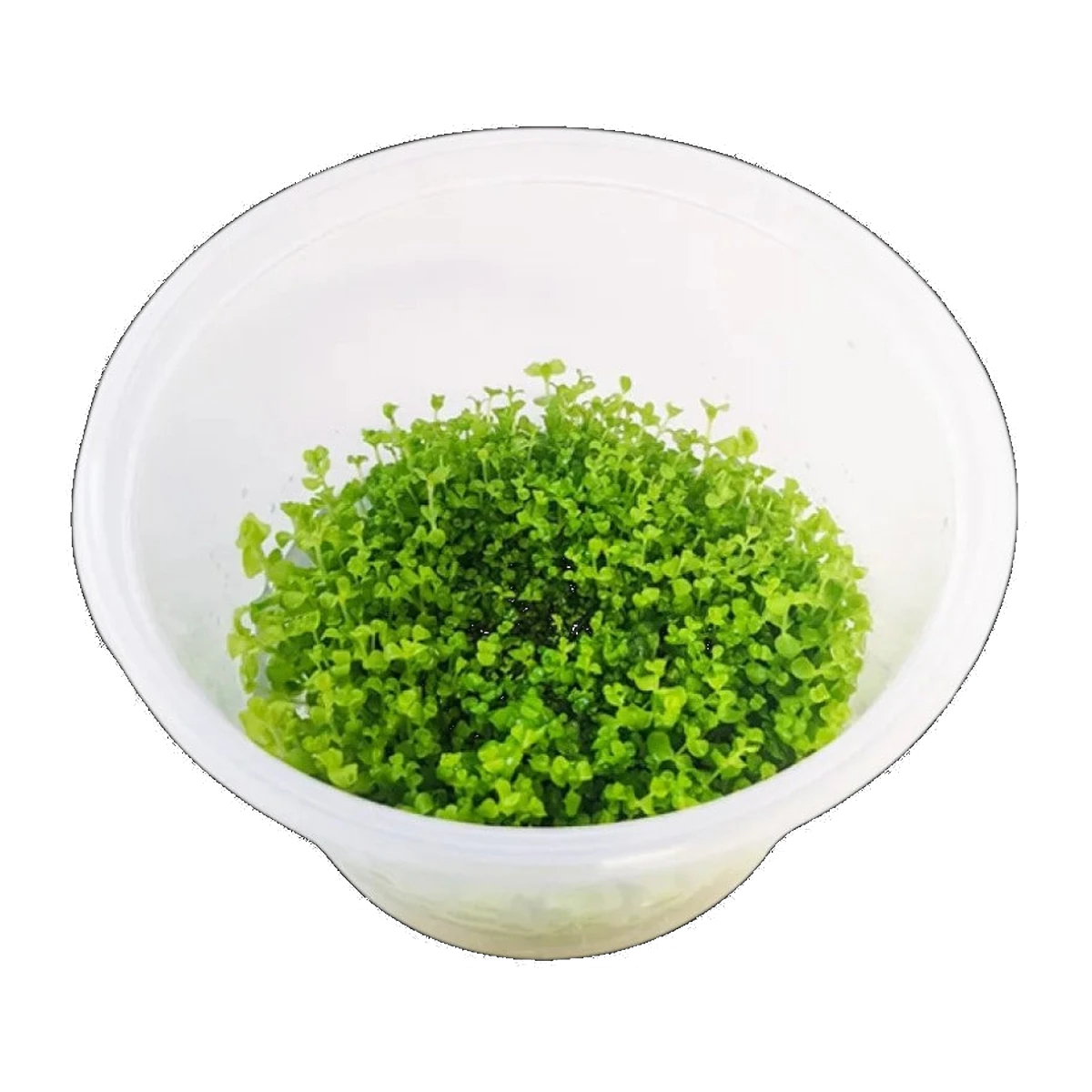 Giant Baby Tears | Micranthemum umbrosum