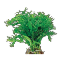 Microsorum-Crested
