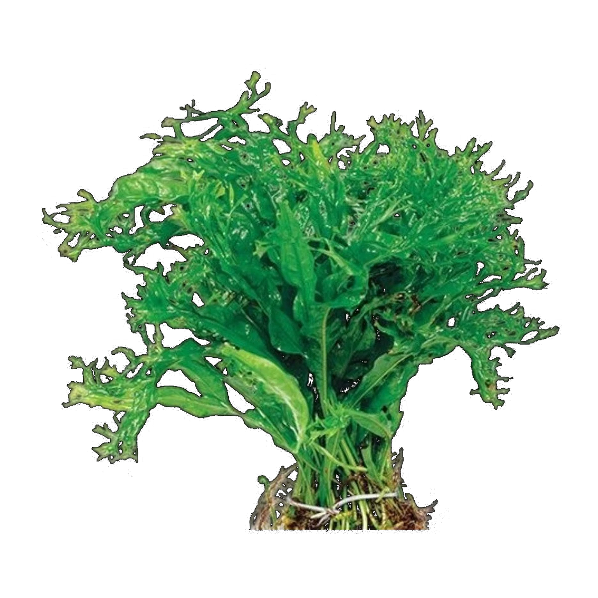Microsorum-Crested