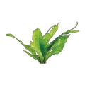 Microsorum-Medium