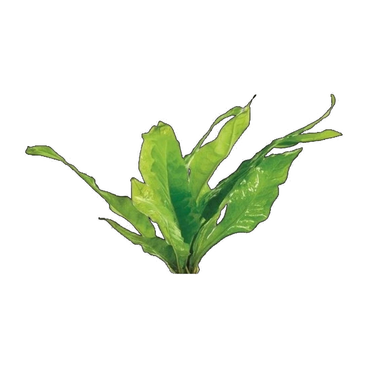 Microsorum-Medium