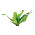 Microsorum Pteropus