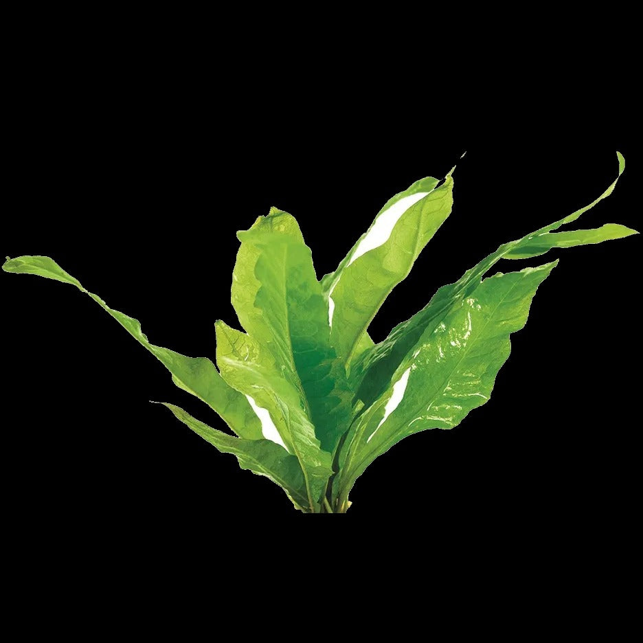 Microsorum Pteropus