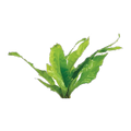 Microsorum-Small