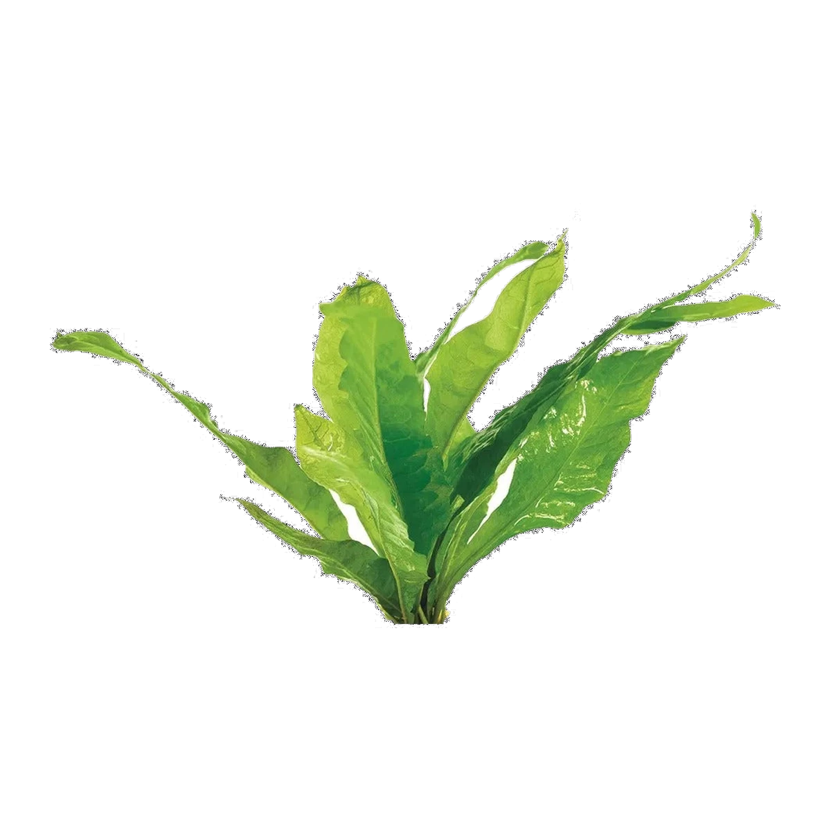 Microsorum-Small