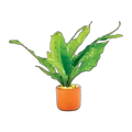 Microsorum-Small In Pots