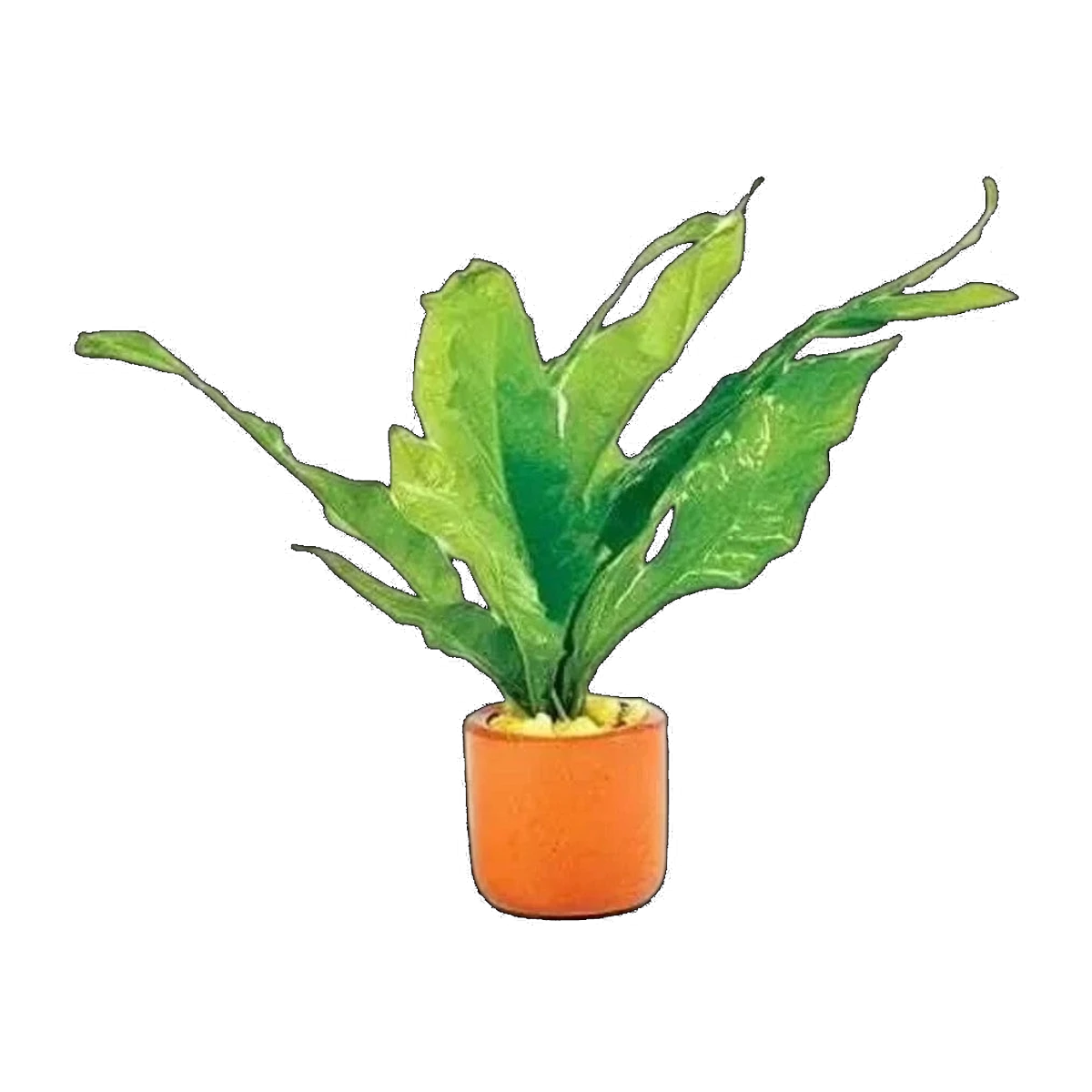 Microsorum-Small In Pots
