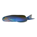 Midas Blenny | Ecsenius midas