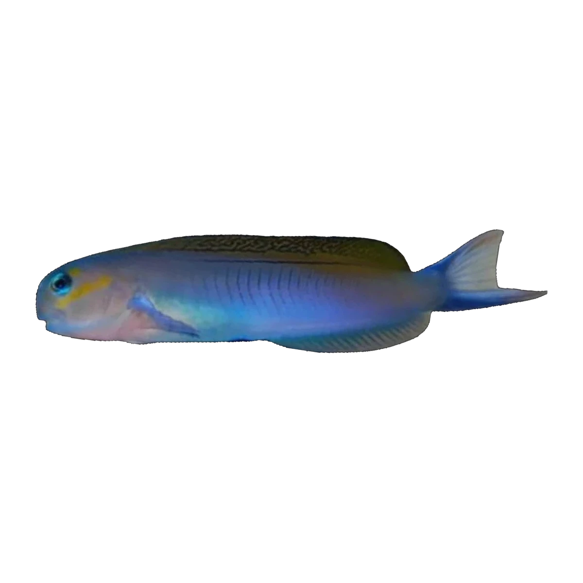 Midas Blenny | Ecsenius midas