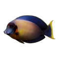 Mimic Tang Adult | Acanthurus pyroferus