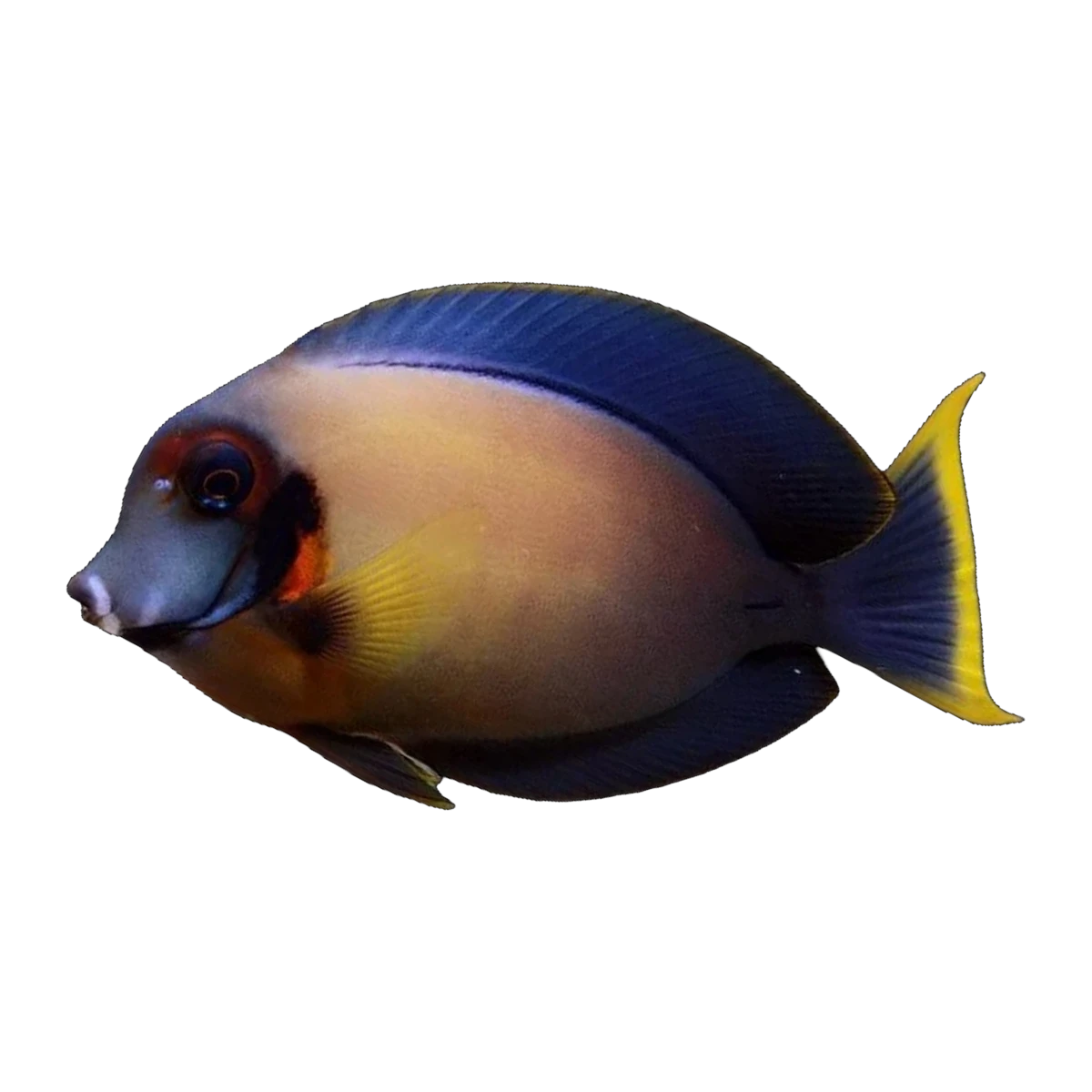 Mimic Tang Adult | Acanthurus pyroferus