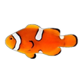 Misbar Percula Clownfish | Amphiprion percula