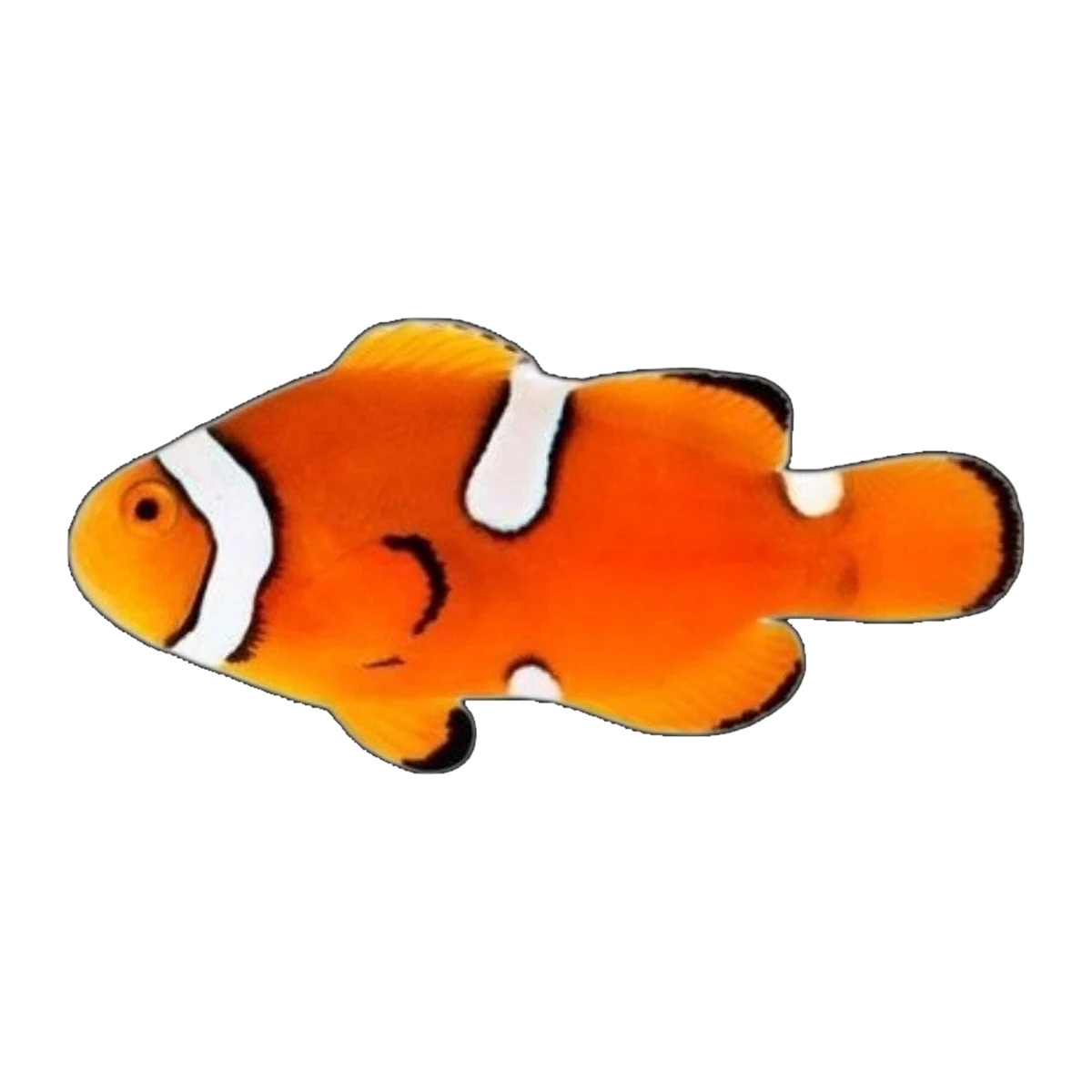 Misbar Percula Clownfish | Amphiprion percula