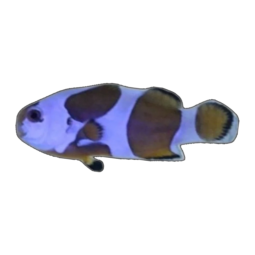 Mocha Storm Clownfish Single | Amphiprion ocellaris