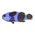 Mocha Storm Clownfish Single | Amphiprion ocellaris