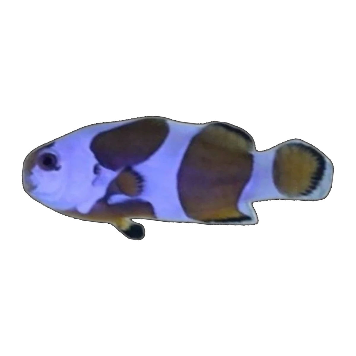 Mocha Storm Clownfish Single | Amphiprion ocellaris