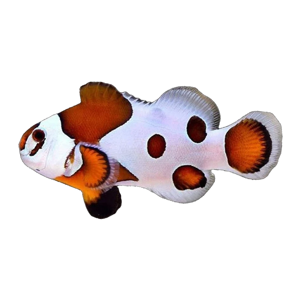 Mocha Storm Clownfish Single | Amphiprion ocellaris