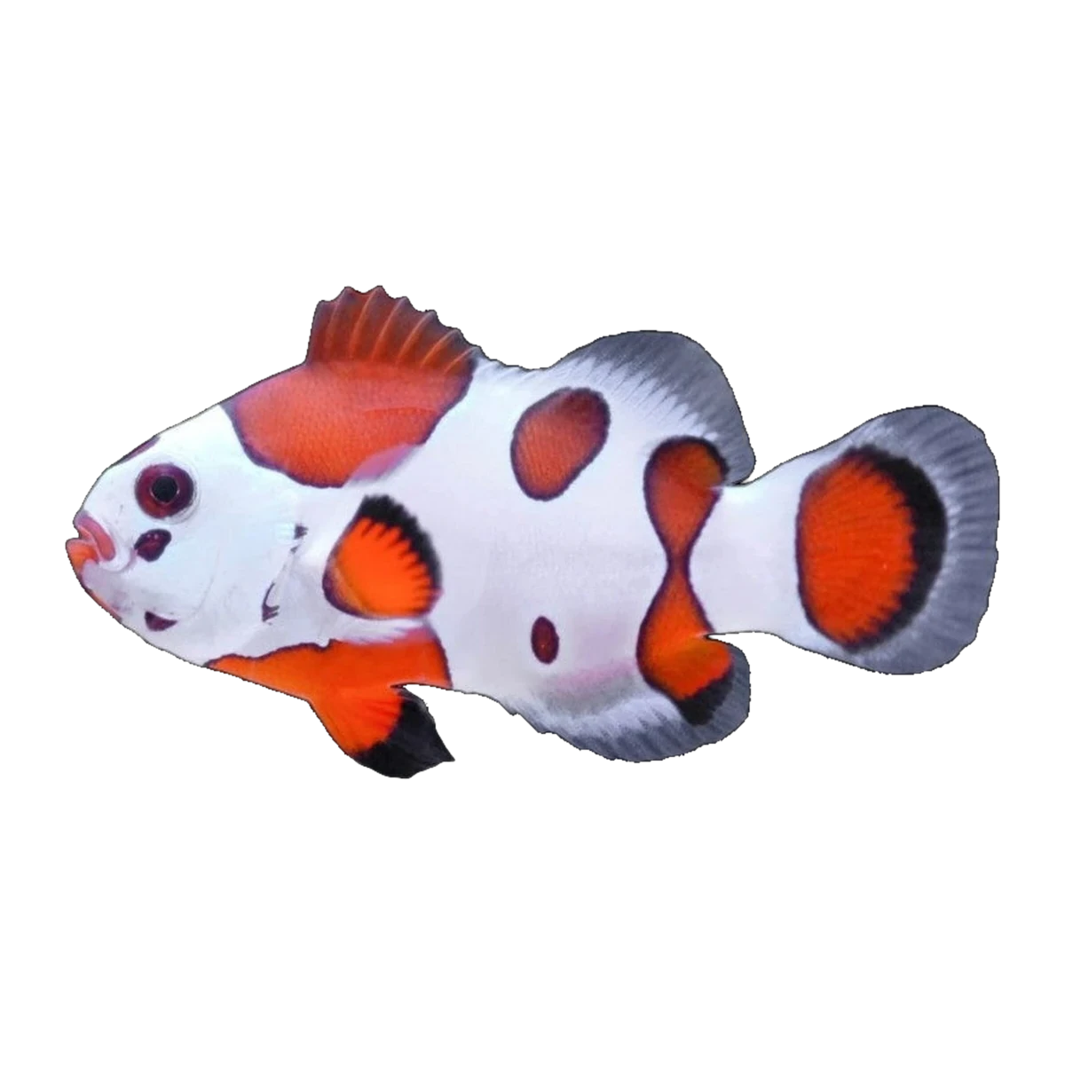 Mocha Storm Clownfish Single | Amphiprion ocellaris