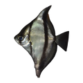 Mono Sebae