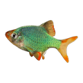 Moss Green Tiger Barb