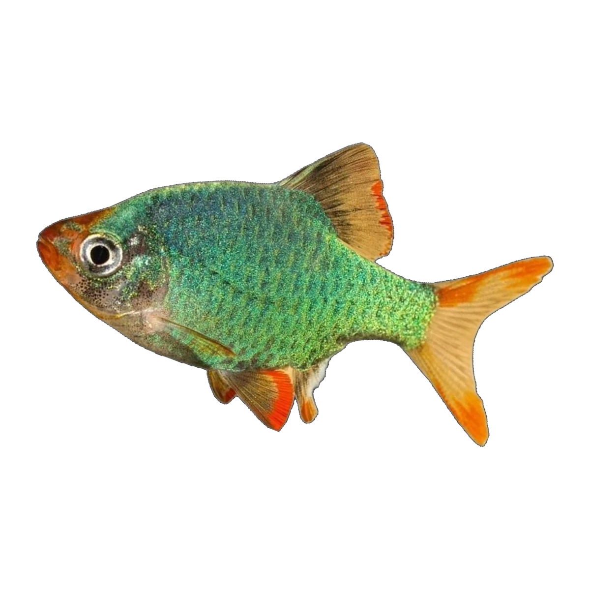 Moss Green Tiger Barb