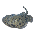Motoro Ray Pair