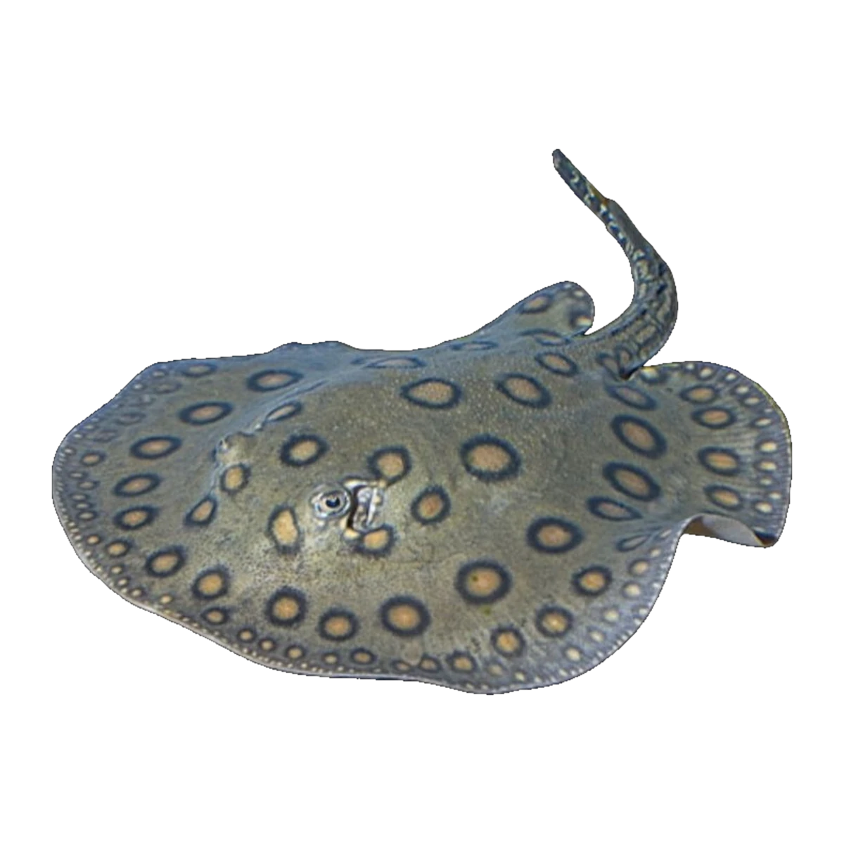 Motoro Ray Pair