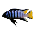 Mphanga Cichlid