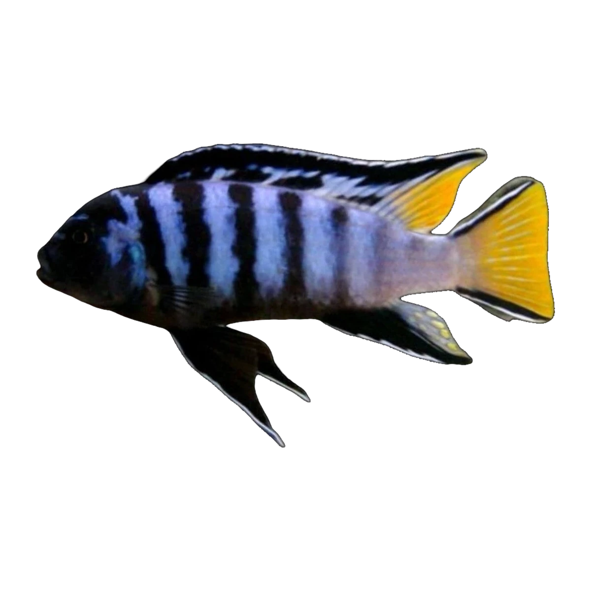 Mphanga Cichlid