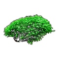 Mt Glorious Fissidens | Fissidens berteroi