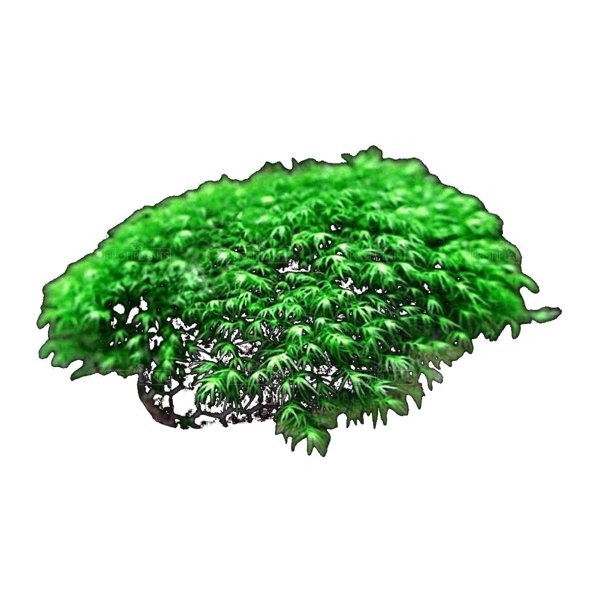 Mt Glorious Fissidens | Fissidens berteroi