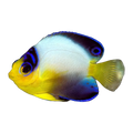 Multicolour Angelfish | Centropyge multicolor