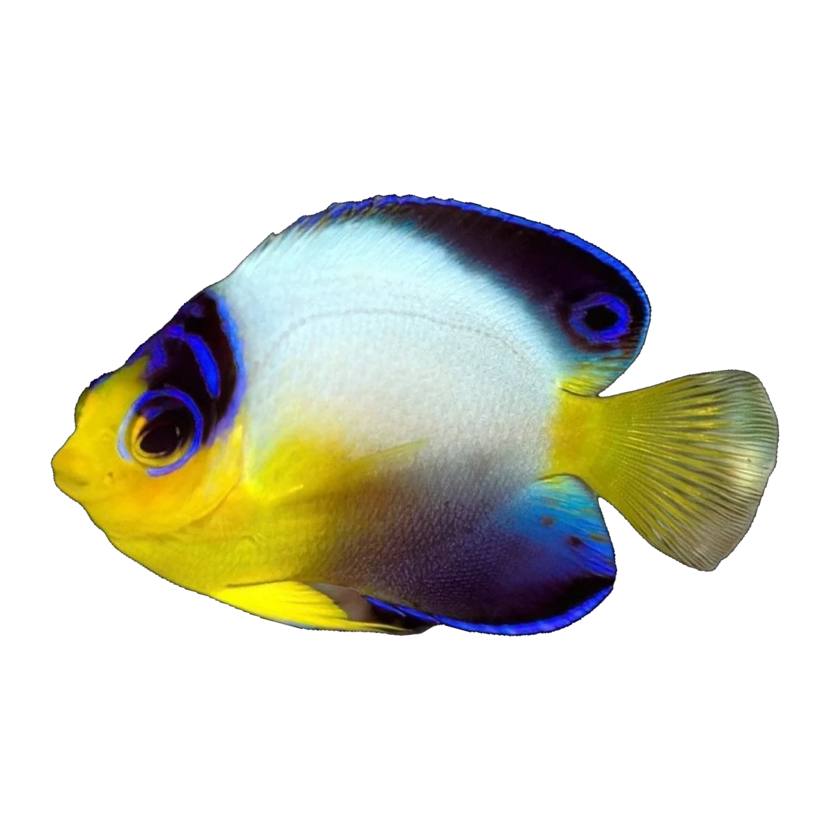 Multicolour Angelfish | Centropyge multicolor