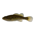 Murray Cod (Maccullochella peelii), side profile facing right