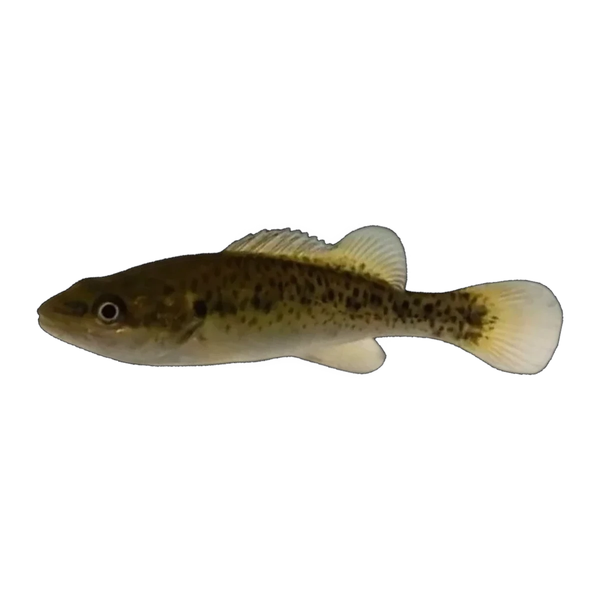 Murray Cod (Maccullochella peelii), side profile facing right