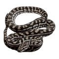 Murray-Darling Carpet Python | Morelia spilota metcalfei