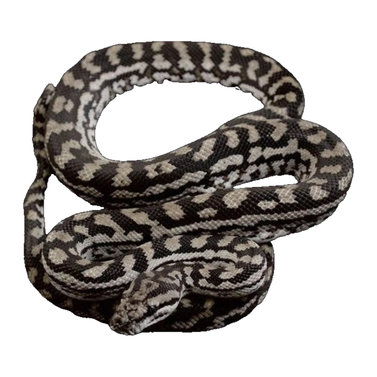 Murray-Darling Carpet Python | Morelia spilota metcalfei