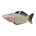 Murray River Rainbow