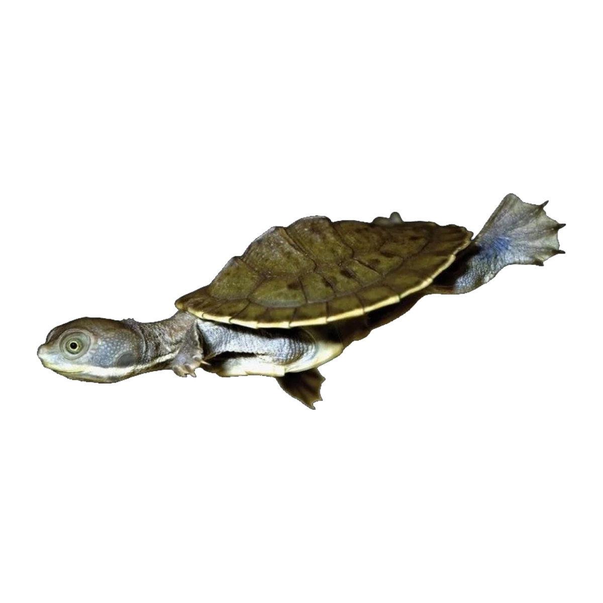 Murray River Turtle | Emydura macquarii macquarii