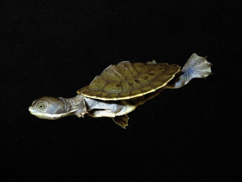 Murray River Turtle | Emydura macquarii macquarii
